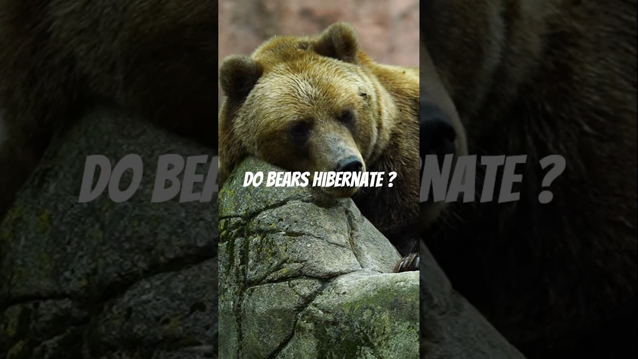 Do bears Hibernate? Fact check