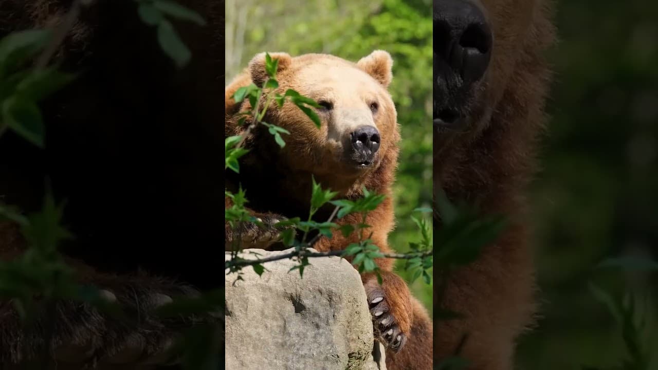 Bear Fact Check Series: The Honey Obsession